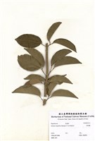 藏品(紫鈴藤)的圖片